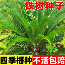 铁树种子变盆栽可开花南北方都种植不怕冻耐寒绿植苏铁种孑苗植物