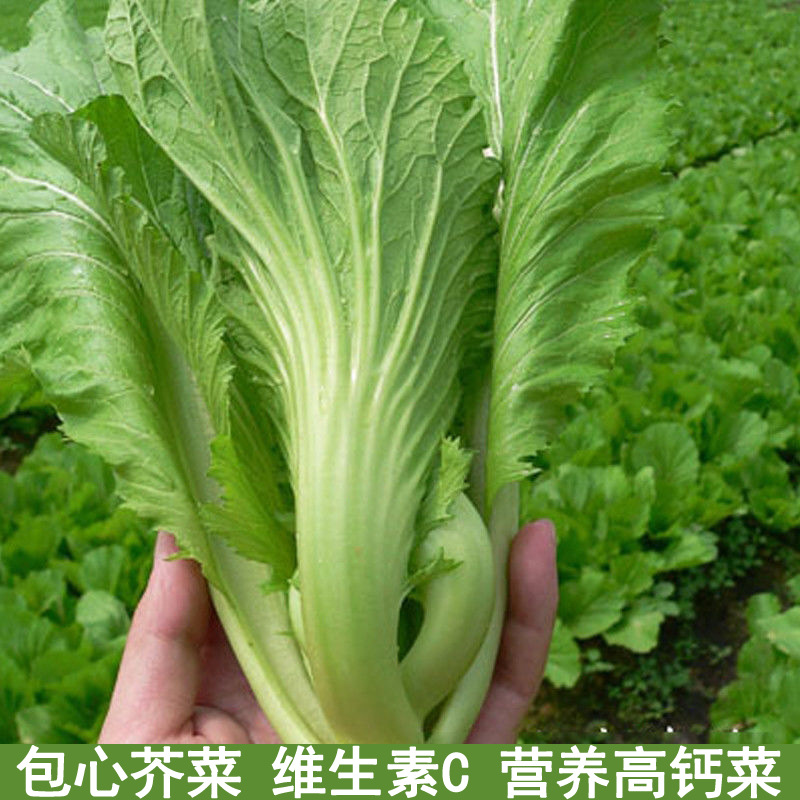包心芥菜种籽盖菜高钙菜水东芥菜种广东酸菜四季夏季秋季蔬菜种子|ru