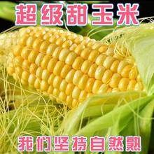 广西水果甜玉米9斤新鲜现摘带皮当季蔬菜苞谷玉米大棒子整箱包邮