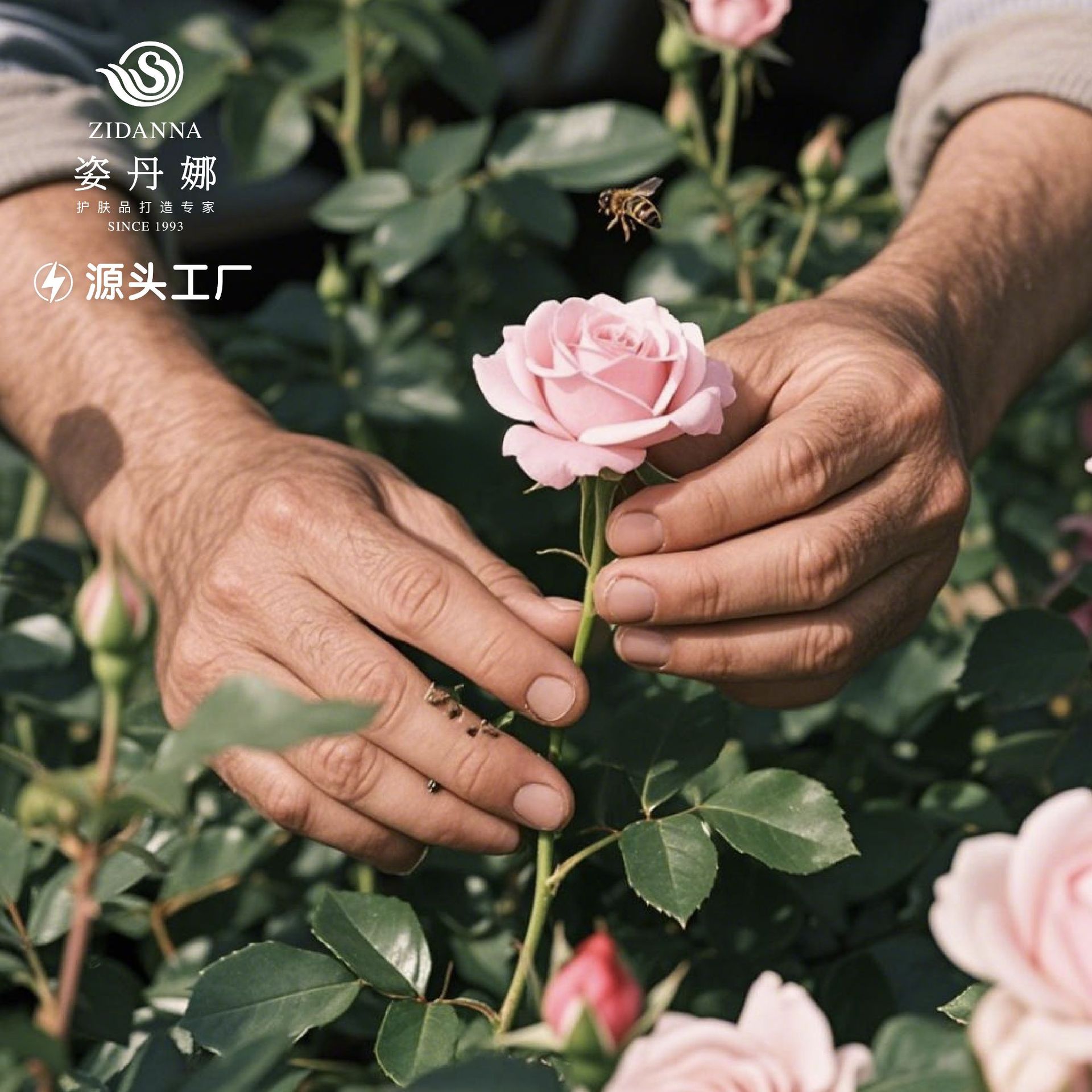 大馬士革玫瑰洗髮水2