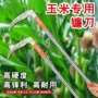 农用特快代发新款麦子
