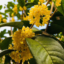 lL๫@GľN𵤹ļ𻨷NܸN