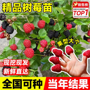 Double-Season Raspberry Seedlings in Yellow, Black, and Red Colors, Suitable for Potted or Ground Planting in Both Northern and Southern Regions, Bearing Fruit in the Same Year