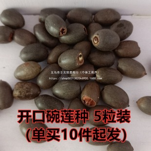 ���l �_��ɏ�Ӻɻ��N��˯ɏ�N���ļ�ˮ��ֲ�� ˯ɏ�ɻ�����ɏ�N��