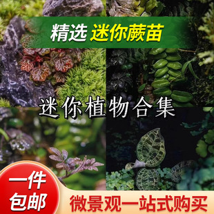 ���ճ������������βާ޵���F��ާ��ʯ�m����΢���^����ֲ��