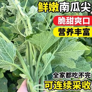 �Ϲϼ�N���Ϲ��ٷN�ь����Ϲ��o���~�߲˷N�Ӵ�ȫ֧�ִ��l���l
