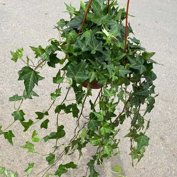 Вечнозеленый плющ, теневыносливое вечнозеленое комнатное растение для балкона, внутреннего дворика, подвесная орхидея