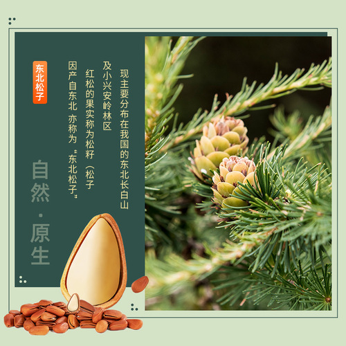 New arrival Northeastern pine nuts extra large wholesale nut snacks manufacturer specialty wild open hand peeled pine nuts dried fruits