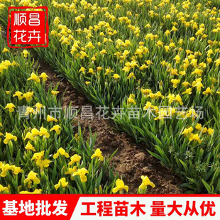 �S���ѻ��� ˮ���Sβ������  ���@��߅�G��ͦˮֲ���S����