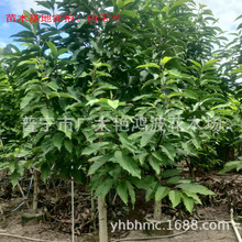 �V�|�Ռ��G������ľ�������ֲ��С�^�G�������L��������m�����