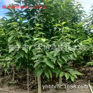 �V�|�Ռ��G������ľ�������ֲ��С�^�G�������L��������m�����