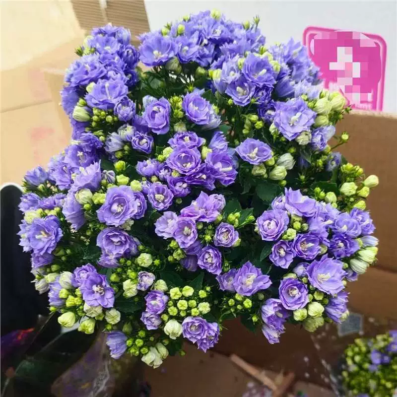 (С бутонами) Датский колокольчик с цветком, синий колокольчик в горшке, синие и фиолетовые двойные лепестки цветут в любое время года.