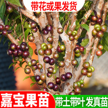 �Ό�������� ����������� ��˹��ɳ���ļ��t���Ό������䎧��