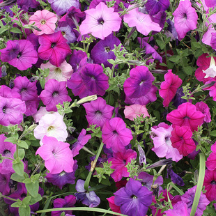 ����ţ ���N���ļ��׷N�׻��҃����̨ͥԺ���Ի��ܠ�ţ���N����