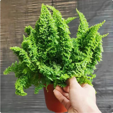 盆栽棉花糖肾蕨玛丽莎蕨类羽叶趣味装饰垂吊网红植物好养殖