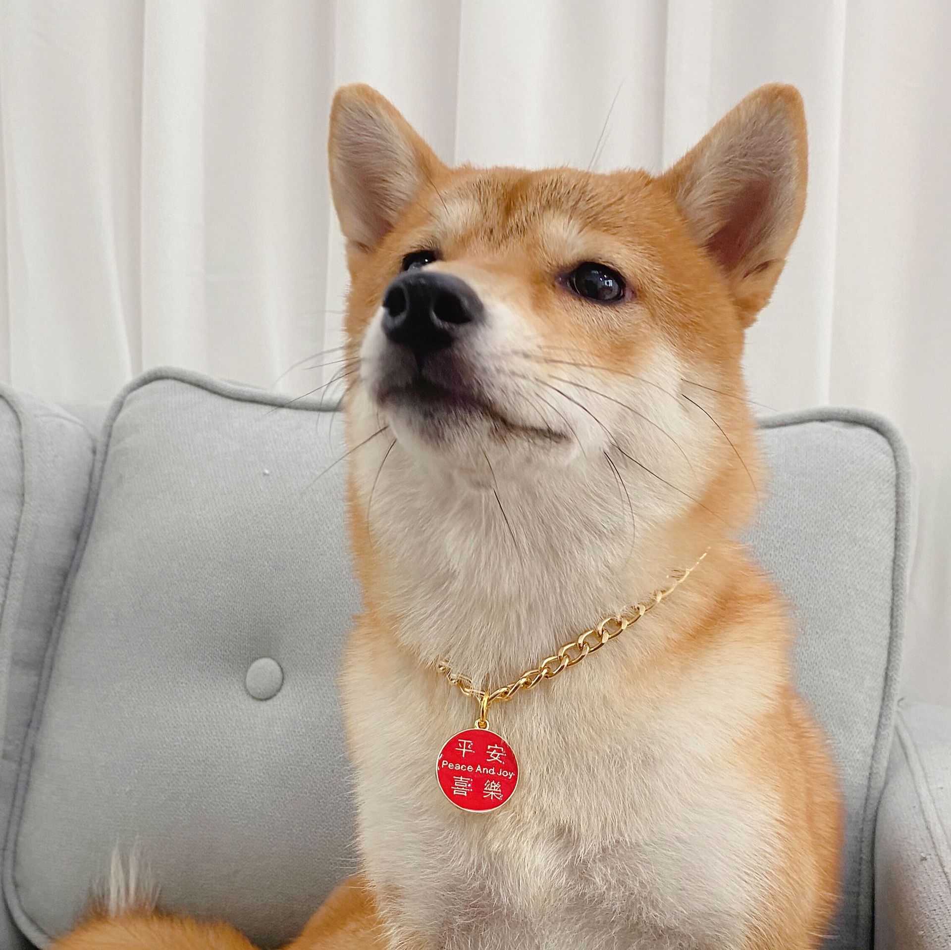Mascotas de metal para atraer dinero colgante Ping An gatos perros collares de campanas de Año Nuevo Fu accesorios de cadena de oro