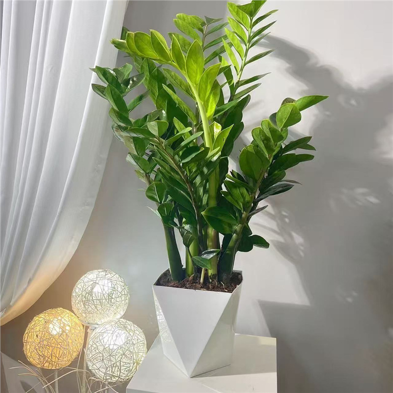 "Money Tree" Is a Green Plant for the Living Room That Purifies the Air All Year Round