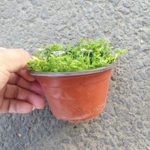 新西兰半边莲基地直销120双色杯苗地被开花花镜植物四季开花