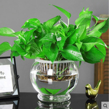 水培绿萝盆栽室内植物客厅水养绿箩新房家用盆栽绿植狄瑄狄瑄狄瑄
