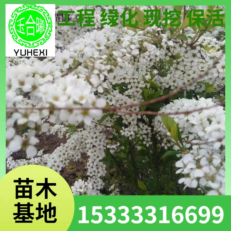 Сорбус, сушеные ветки Salix, интернет-знаменитости, гидропонные цветущие растения, жемчужная слива, свежие ветки Salix, прямые продажи онлайн