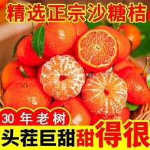 现摘现发广西无籽砂糖橘当季新鲜水果橘子沙糖桔子超甜皮薄亚马逊