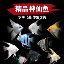 鱼燕鱼苗观赏鱼七彩热带秘鲁活鱼小型淡水好养宠物燕子鱼