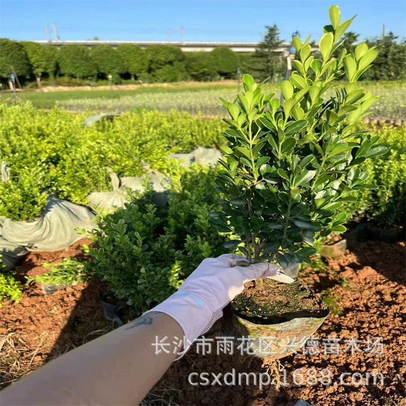 Оптовые саженцы семян тыквы в чашках из самшита, саженцы в мешочках из малолистовой самшитовой древесины в провинции Хунань, почвенные саженцы вечнозеленые круглый год, высокая выживаемость