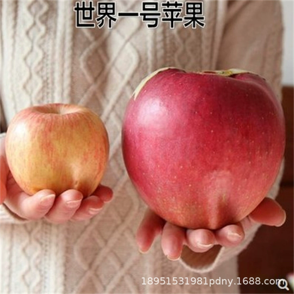 Прививка Лу Ли Яблоко Сеянка Карлик Змея Фрукты Яблоко Сеянка в горшках Посадка плодов Сеянка года на севере и юге