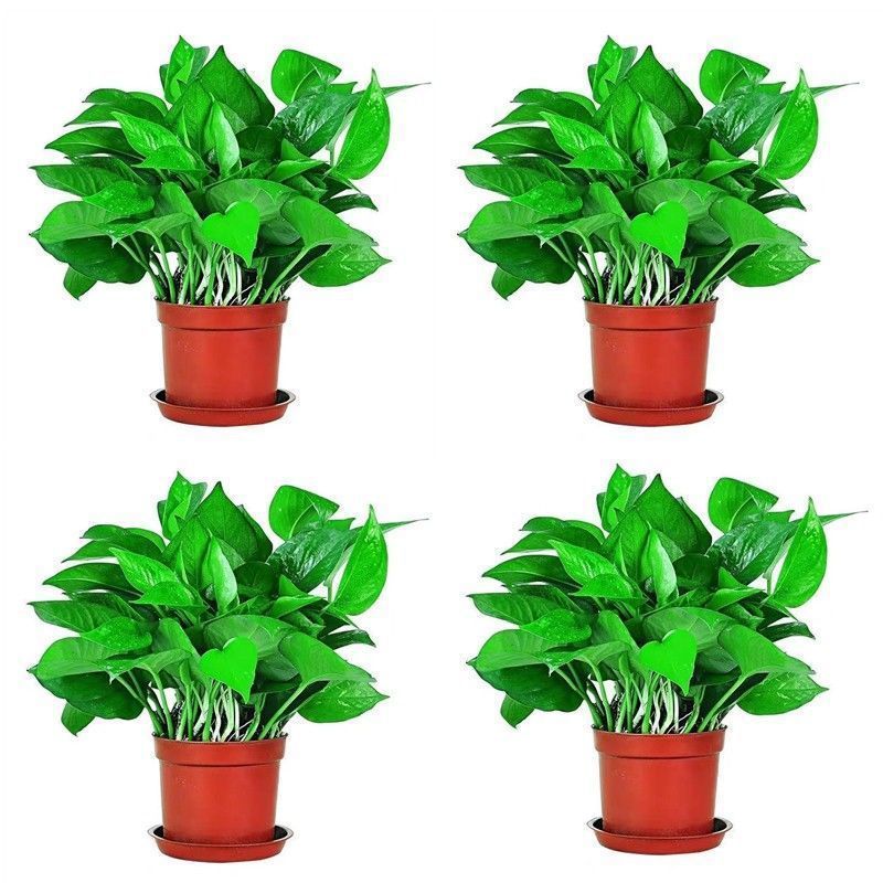 wholesale Scindapsus Potted plant indoor Botany Evolution atmosphere Hydroponics Green plant Lazy man Garland Green basket flowers and plants Amazon