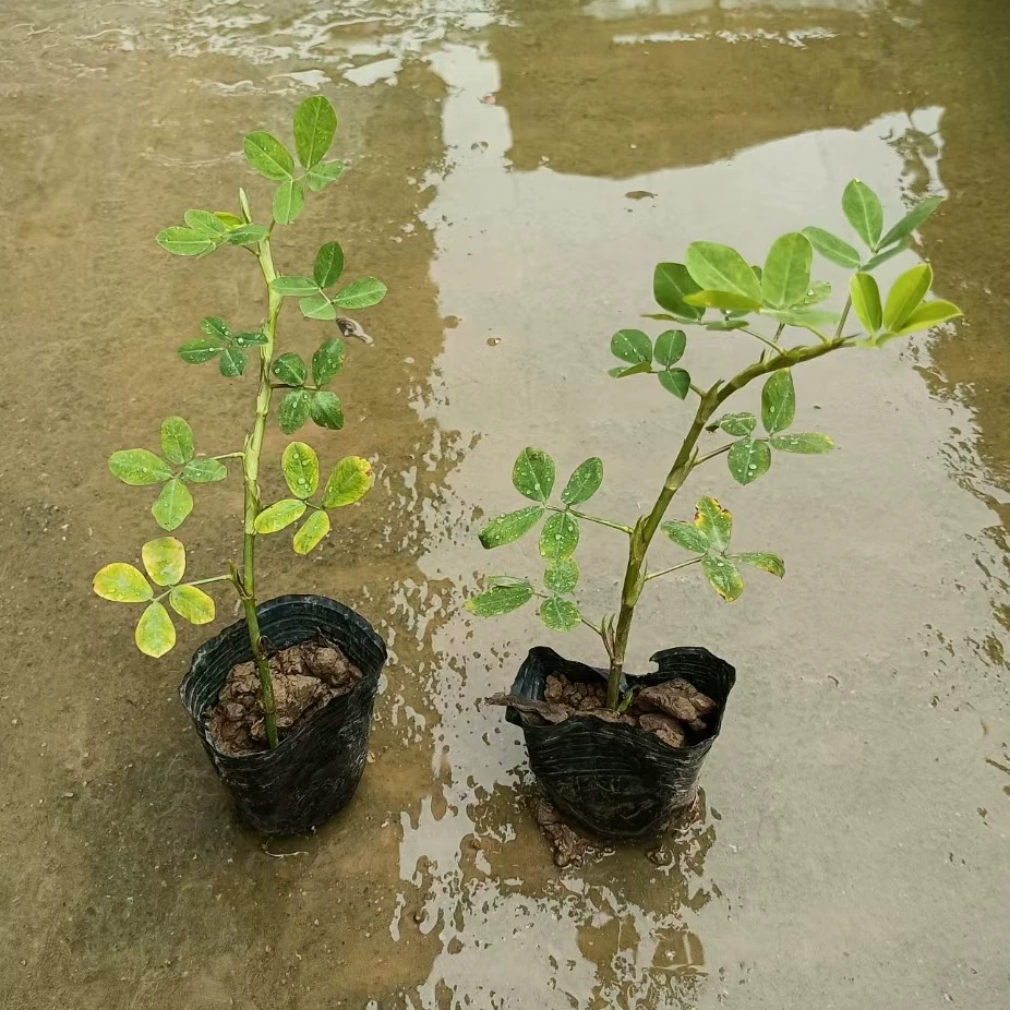 Поставка оптом золотых поддельных саженцев арахисовой лозы в пакетах.