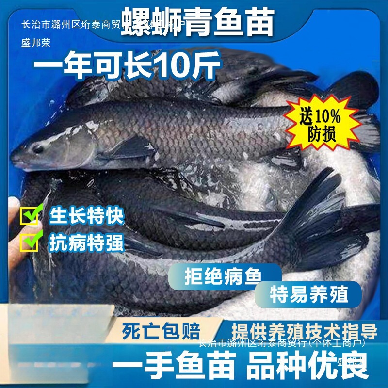Cultured Freshwater Black Carp Fry for Consumption, Gray Black Carp, Live Large Snail-Like Black Carp Fry, Weighing Half a Pound