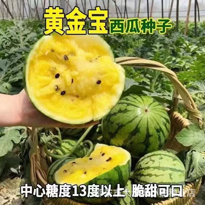 Potted Golden Treasure Watermelon Seeds Yellow Heart Thin Skin Super Sweet High Yield Potted Yellow Flesh Flower Skin Farmland Watermelon Seeds Potted Golden Treasure Watermelon Seeds Yellow Heart Thin Skin Super Sweet High Yield Potted Yellow Flesh Flower Skin Farmland Watermelon Seeds