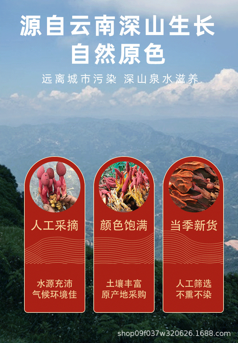 Hui Chun Cao Dried Herb 500g Yunnan Highland Huichuncao Whole Herb for Herbal Wine Infusion overview