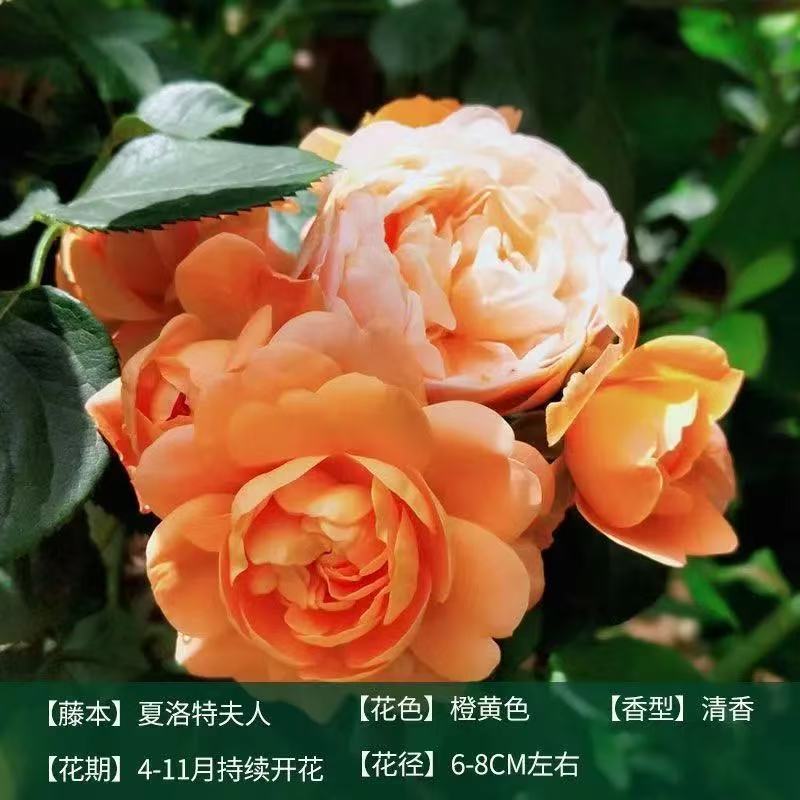 향기로운 큰 꽃 [이중 오렌지] 레이디 샬롯 [사계절 꽃이 피다]