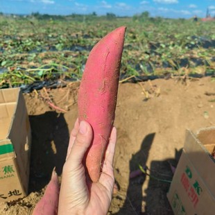 ɽ�|����25̖�������ļt�����r�����r��ɳ�ؿ��ع��r��Ժɽ��