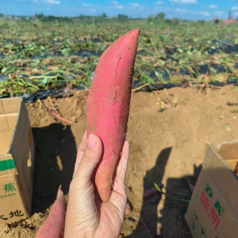 山东烟薯25号蜜薯糖心红薯新鲜番薯农家沙地烤地瓜农科院山芋