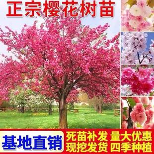 �����ձ�����С���ϱ���ͥԺ�������Ի���@��ֲ���L����