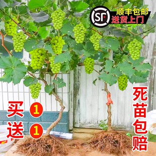 �ش�ꖹ�õ�����ј�o�˾޷������ϱ����Nֲ�����ͺ����ٹ���