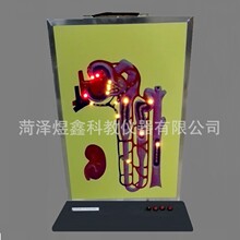 ��ѧ�������ҹ�Ӧ ����γɶ�̬ģ�� 33223 ҽѧ������ʾ����