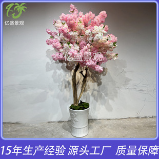 չ�����ѻ���S�����l���^�^�p�c�ѻ���WУͥԺ���̌�ľ�ѻ���