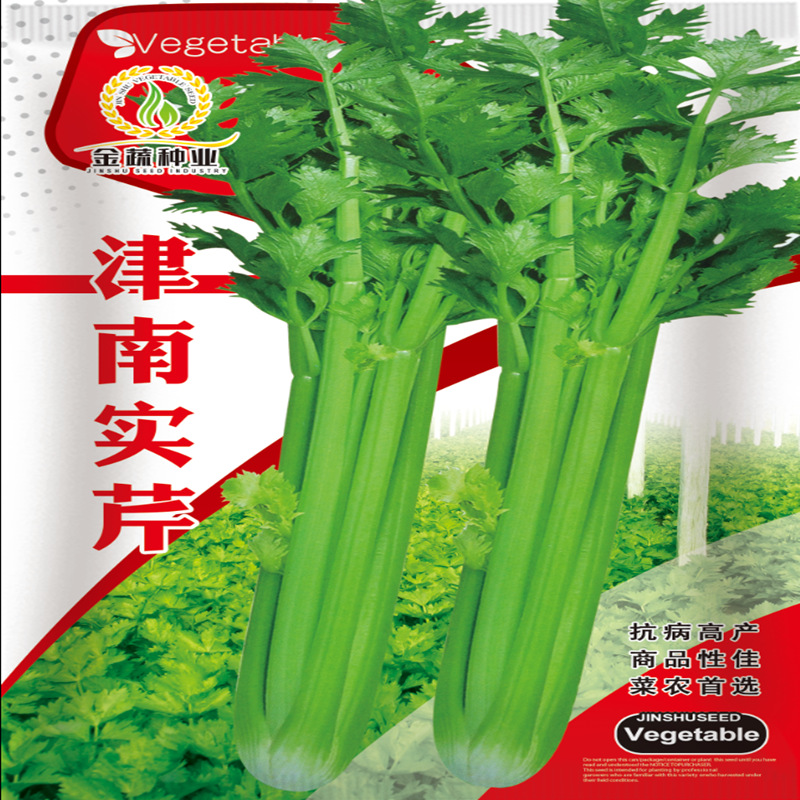 津南实芹菜种子四季庭院阳台盆栽抗病耐热实心高产皇后西芹种子