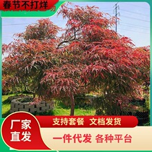 һ�����l��֦ʯ��t��ë��������ë����ͥԺ�e���L������Ȫ���ձ�