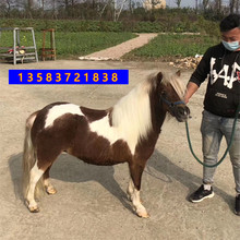 蒙古马小马驹活马价格哪里的马便宜2-6岁的蒙古马段子黑骑乘马