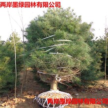 现货供应各种规格白皮松 优质泰安白皮松2.5米以上 基地直供