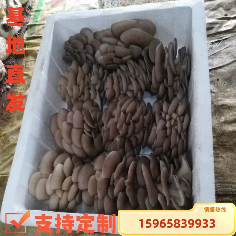 Оптовая Съедобный Мешок Для Посадки Грибов Семейная Посадка Грибной Мешок Большой Мешок Съедобный Грибной Сетчатый Мешок