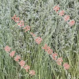 情人草 干花 云南永生花干花花束满天星永生花批发