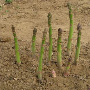 �J�S�N�� ʯ�����횲˾Gɫ��ɫ�J�S�ļ��׷Nֲ��@�ˈ@�̨����