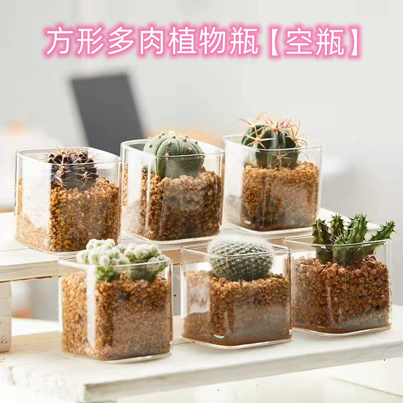 Простая прозрачная стеклянная ваза кактус мясистое растение цветочный горшок квадратная садоводство с высоким содержанием боросиликатного стекла экологическая бутылка