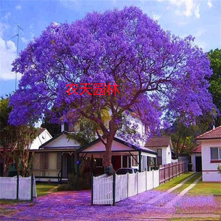 Jacaranda Saplings, Precious Famous Trees, Courtyard Greening Seedlings, Southern Flower Viewing Phoenix Flower Trees, Cold-Resistant Landscape Trees