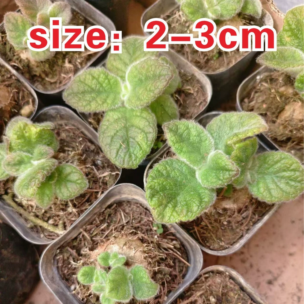 Принц – это лампочки около 2-3 см. Реальный снимок, эталонная швабра для раковины диаметром 6,5 см будет отправлен без почвы. Основание сочных растений.